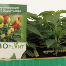 PIANTINE DI PEPERONCINI | VIVAI BIO PLANT | ORTOFLOROVIVAISMO | SCICLI - RAGUSA - SICILIA