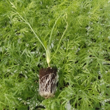 PIANTINE | VIVAI BIO PLANT | ORTOFLOROVIVAISMO | SCICLI - RAGUSA - SICILIA