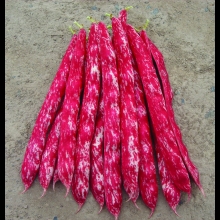 FAGIOLINO DA SGRANO ARCOBALENO- VIVAI BIOPLANT- SCICLI