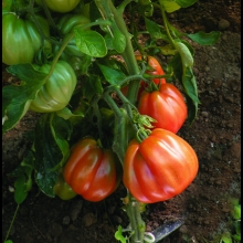 POMODORO ALTO CUORE DI BUE RIVIERA- VIVAI BIOPLANT- SCICLI