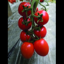 POMODORO ALTO TIP. CENCARA (OVALE)-VIVAI BIOPLANT-SCICLI