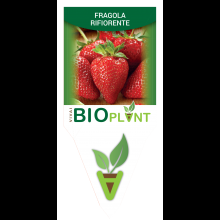 FRAGOLA RIFIORENTE-VIVAI BIOPLANT - SCICLI - 