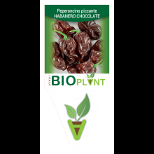 PEPERONCINO PICCANTE HABANERO CHOCOLATE-VIVAI BIOPLANT - SCICLI - 