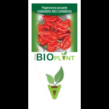 PEPERONCINO PICCANTE HABANERO RED CARIBBEAN-VIVAI BIOPLANT - SCICLI - 