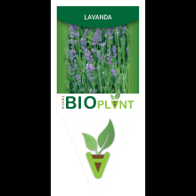 LAVANDA-VIVAI BIOPLANT - SCICLI - 