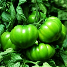 POMODORO ALTO SEL. COSTOLUTO MARMANDE- VIVAI BIOPLANT- SCICLI