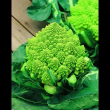 CAVOLFIORE ROMANESCO - VIVAI BIOPLANT - SCICLI