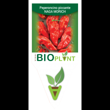 PEPERONCINO PICCANTE NAGA MORICH-VIVAI BIOPLANT - SCICLI - 