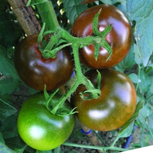 POMODORO ALTO NERO- VIVAI BIOPLANT-SCICLI