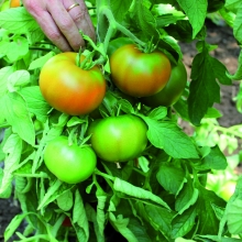 POMODORO ALTO TONDO LISCIO- VIVAI BIOPLANT- SCICLI