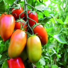 POMODORO ALTO TIP. MURANO- VIVAI BIOPLANT- SCICLI