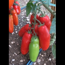 POMODORO ALTO SAN MARZANO- VIVAI BIOPLANT- SCICLI