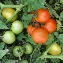 POMODORO NANO TIP. SALOMONE- VIVAI BIOPLANT- SCICLI