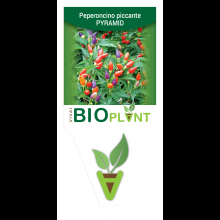 PEPERONCINO PICCANTE PYRAMID-VIVAI BIOPLANT - SCICLI - 