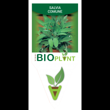 SALVIA COMUNE-VIVAI BIOPLANT - SCICLI - 