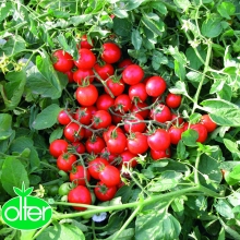 POMODORO NANO CILIEGINO-VIVAI BIOPLANT-SCICLI