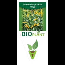 PEPERONCINO PICCANTE YATSU -VIVAI BIOPLANT- SCICLI