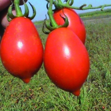 POMODORO ALTO PRINCIPE BORGHESE- VIVAI BIOPLANT- SCICLI